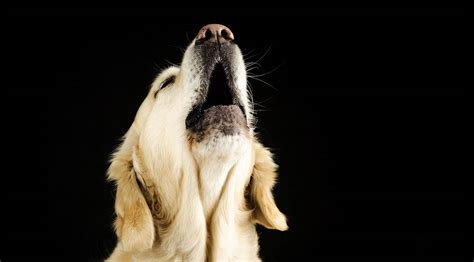 Is Your Dog Howling - Why Do Dogs Howl And What Does It Mean?