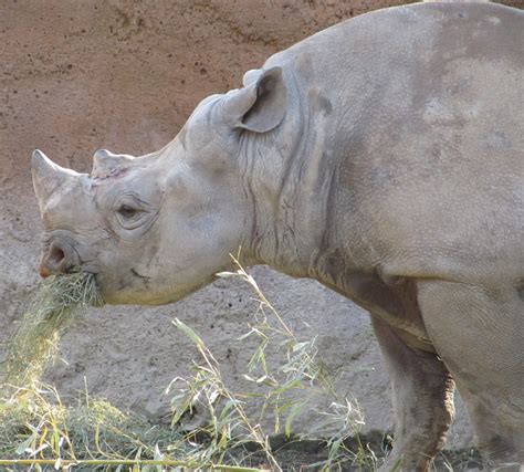 Rhino Eating Free Stock Photo - Public Domain Pictures