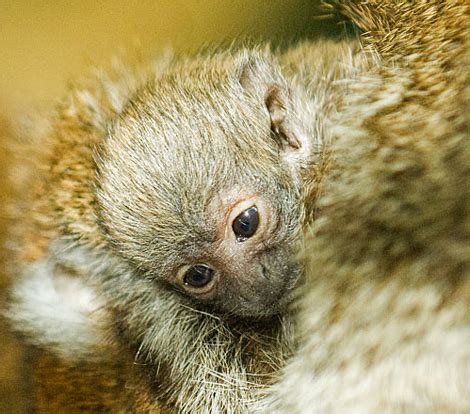 Lincoln Park Zoo Welcomes A Baby Titi Monkey Into The World! - ZooBorns