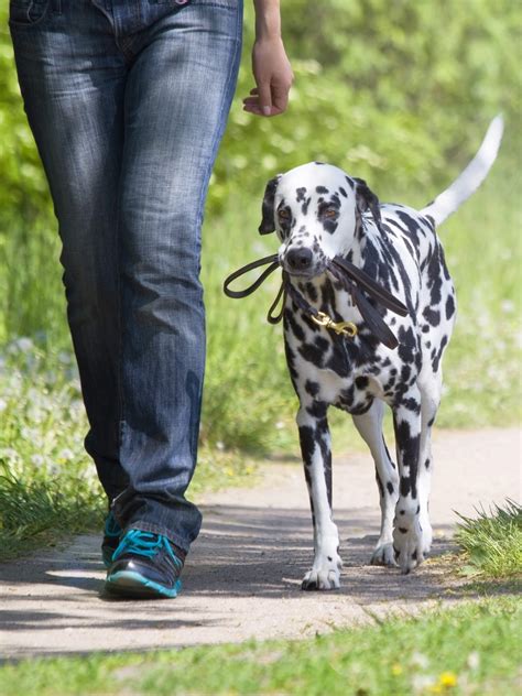 Dalmatian Training, Personality, & Care | TrainPetDog