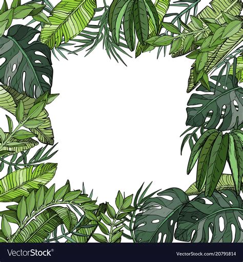 Tropical palm leaves background jungle plants Vector Image