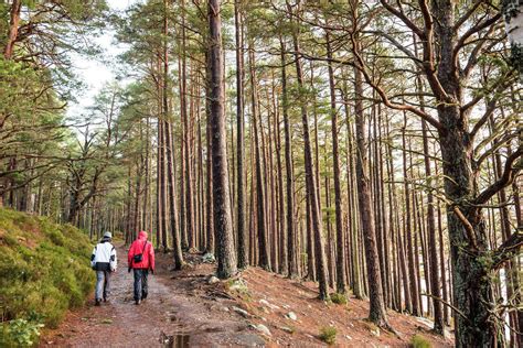 Hiking in Rothiemurchus Forest at Loch an Eilein, Aviemore, Cairngorms National Park, Scotland ...