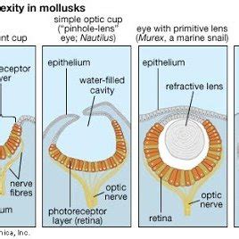 The morphology of four different retinal cell types in relation to... | Download Scientific Diagram