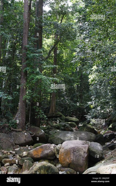 Rainforest leaves sarawak malaysia hi-res stock photography and images ...