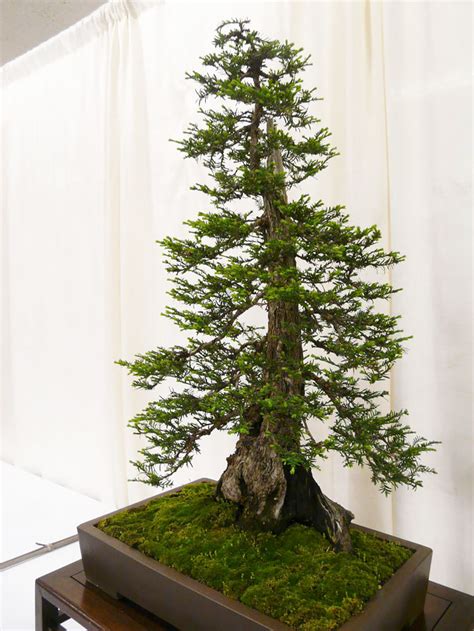 30+ Of The Most Beautiful Bonsai Trees Ever