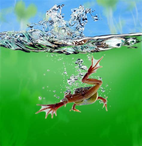 Frog (Rana sp.) swimming underwater (Digital Enhancement) by Bob ...