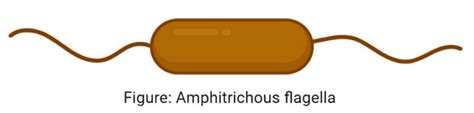 Flagella: Structure, Types, Arrangement, Functions, Examples