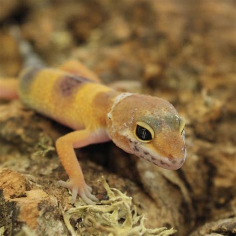 Leopard Gecko - Hatchlings | Evolution Reptiles