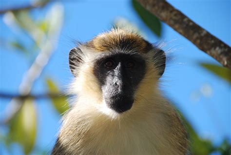 The Wonderful Animals You'll Find In Barbados