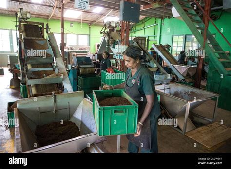 Tea factory. Workers sorting and grading tea at a tea plantation ...