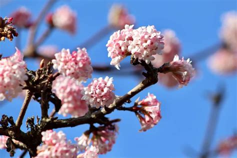 How to Care and Grow for Pink Snowball Tree