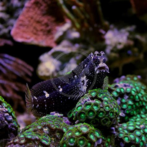 BLENNY - STARRY Salarias ramosus - Aquatics Unlimited