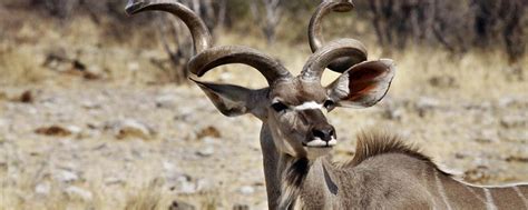 Greater kudu: the majestic East African Antelope | Safari Avventura