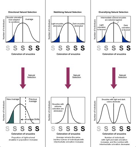 Biology Graphs: Natural Selection