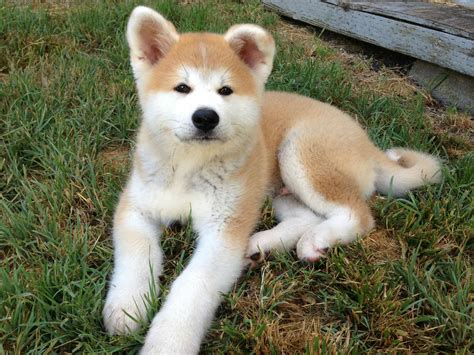 Hosted by imgur.com | Akita dog, Hokkaido dog, Baby dogs