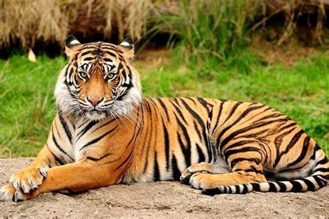 Pemprov Jateng Akan Konservasi Hutan Yang Memang Ada Habitat Harimau ...