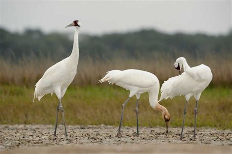 Whooping crane - Climate Adaptation Explorer