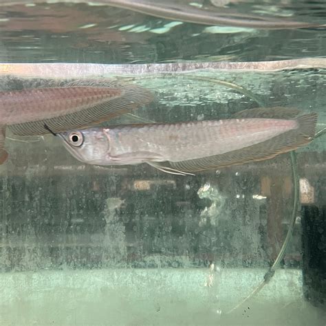 Silver Arowana for sale – AquariumFishSale.com