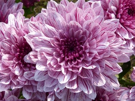 Chrysanthemum | Meaning, Types, Tea, Growing | Flowersandflowerthings