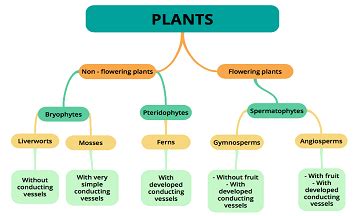 Plant Kingdom Classification And Chart Biology Aesl - Riset