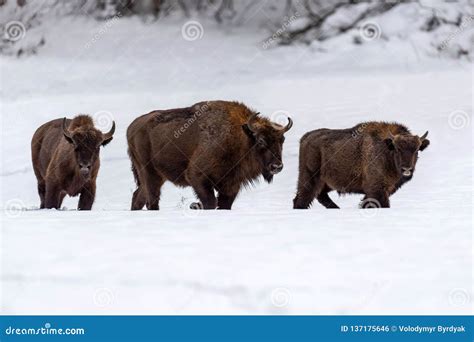 European Bison Bison Bonasus in Natural Habitat Stock Photo - Image of ...