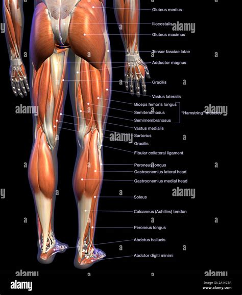 Labeled Anatomy Chart Of Male Leg By Hank Grebe | atelier-yuwa.ciao.jp