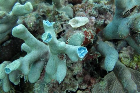 The Many Shades of Blue Coral in Palau (KSLOF)Living Oceans Foundation