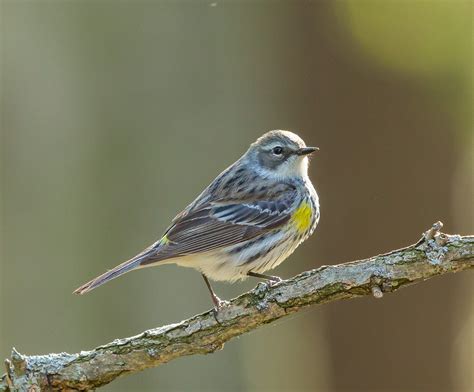 Photographing Yellow Rumped Warblers on Our New Deck | Welcome to ...