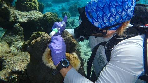 Diving In: Coral Conservation in Biscayne | National Park Foundation