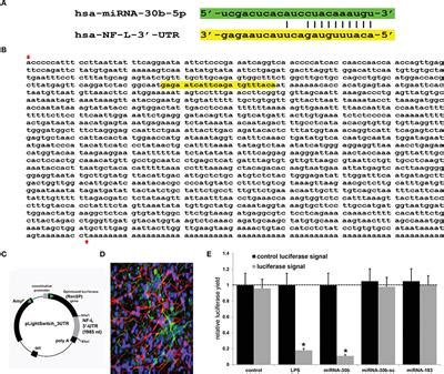 Frontiers | Downregulation of Neurofilament Light Chain Expression in ...