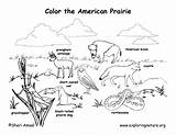 American Prairie Animals Labeled – Coloring Nature sketch template
