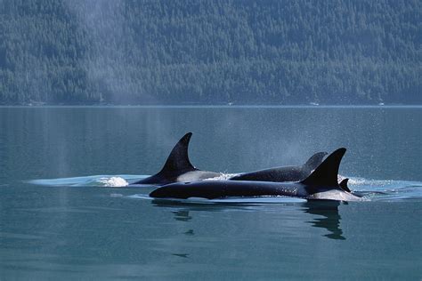 Orca Orcinus Orca Pod Surfacing, Inside Photograph by Konrad Wothe