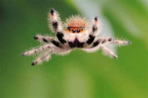 Cute Spider: Here Are Some Exciting Facts About Jumping Spider