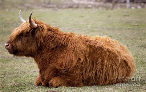 Ginger Highland Cow Resting Photograph by Donna L Munro - Pixels