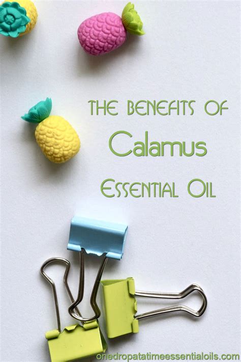 Calamus Essential Oil | One Drop At A Time Essential Oils