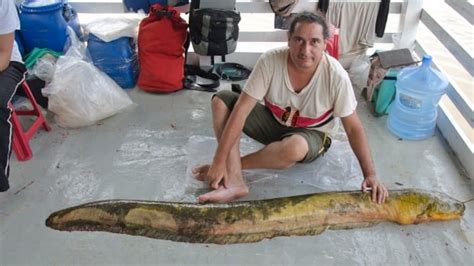 'Shocking' electric eel pack-hunting behaviour discovered in the Amazon | CBC Radio