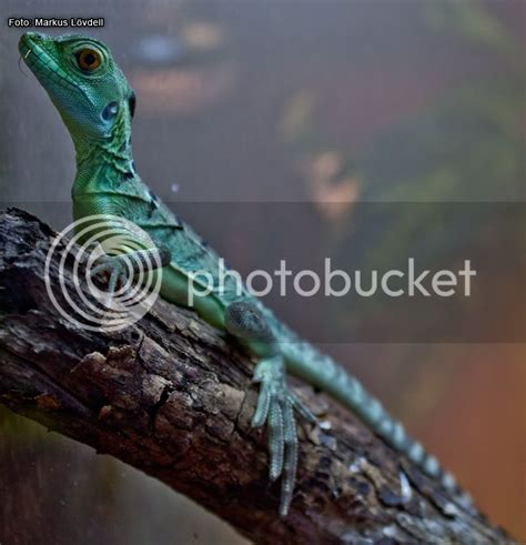 Basiliscus plumifrons, Green Basilisk/Plumed Basilisk | Reptile Forums