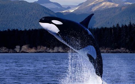 killer, animals, wildlife, 1080P, nature, black, killer whale, white ...