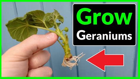 How to Grow Geraniums from Cuttings (Complete Process) - YouTube