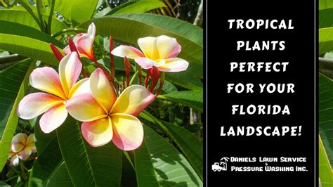 Tropical Plants Perfect for Your Florida Landscape – Welcome to Daniel ...