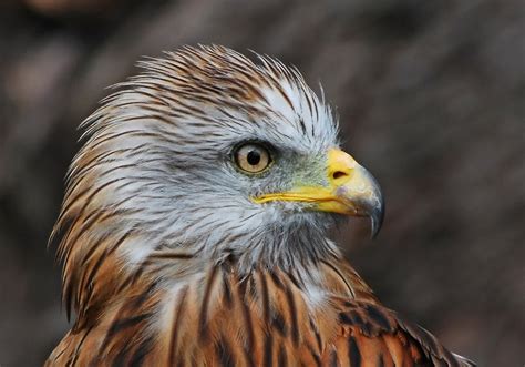 ALL ABOUT ANIMALS: ANIMALS NATIVE FROM ENGLAND_RED KITE