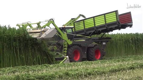 CLAAS 4000 Xerion Hennep oogst machine (Harvesting hemp / cannabis ...