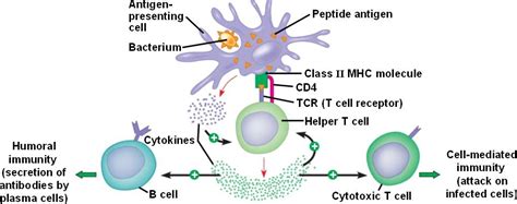 helper_t.html 43_17HelperTCentralRole-L.jpg