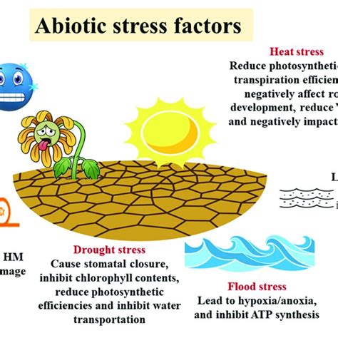 | Abiotic stress factors and their negative effects on plants. ROS,... | Download Scientific Diagram