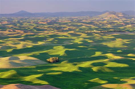 Wheat Fields Palouse Washington by Alan Majchrowicz