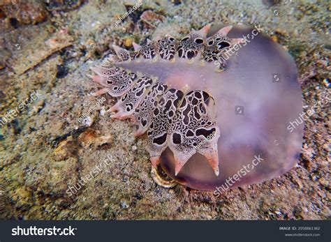 Extremely Rare Find Predatory Sea Slug Stock Photo 2058861362 ...