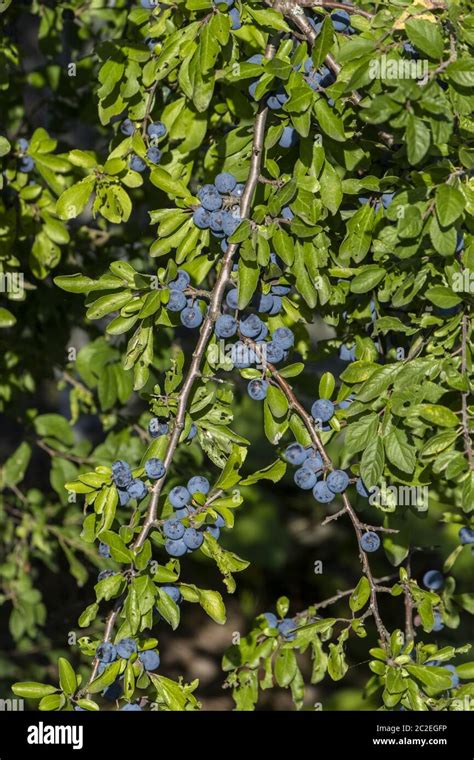 Blackthorn with fruits Stock Photo - Alamy