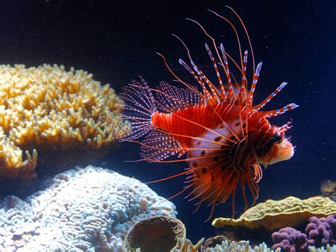 Poisonous lionfish capable of killing humans could be spreading through Mediterranean | The ...