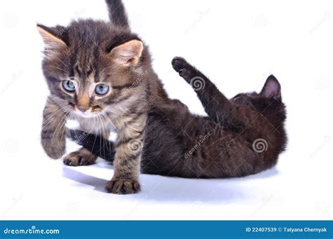 Kittens playing together stock image. Image of searching - 22407539