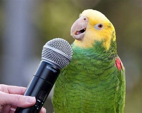 Key Structural Differences in Brain leads to Vocal Imitation in Parrots: The Talking Birds ...